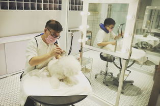 奢華寵物圈 一條狗鏈2萬的背后，探秘明星愛寵的七星級(jí)生活方式